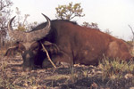 buffalo in Faro East