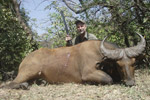 buffalo in Faro East