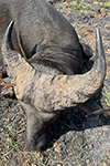 buffalo in Faro East