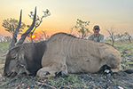 Lord Derby Eland in Faro East