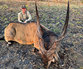 Lord Derby Eland in Faro East