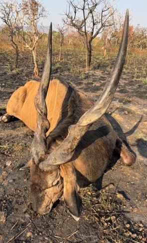 Lord Derby Eland hunt in the Faro East concession, North Cameroon